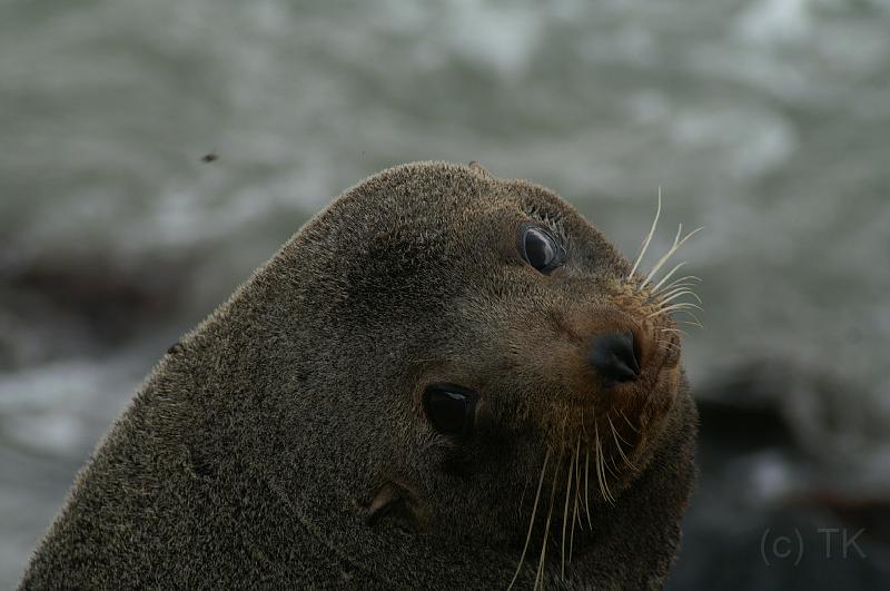 PICT94357_090116_OtagoPenin.jpg - Pilot's Beach, Otago Peninsula (Dunedin): New Zealand Fur Seal
